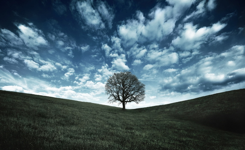 day, beauty in nature, Landscape, outdoors, Nature, Raven, land, tranquility, scenics - nature, field, 2K, no people, grass, non-urban scene, tranquil scene
