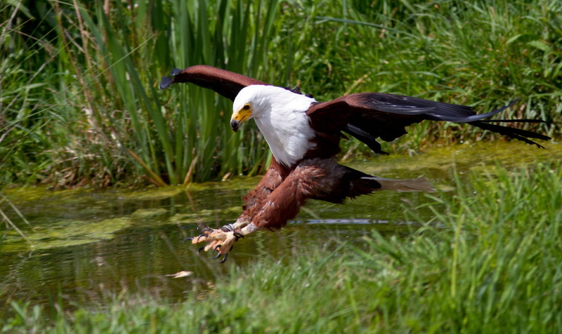 Eagle, Birds, African Fish Eagle, 1080P