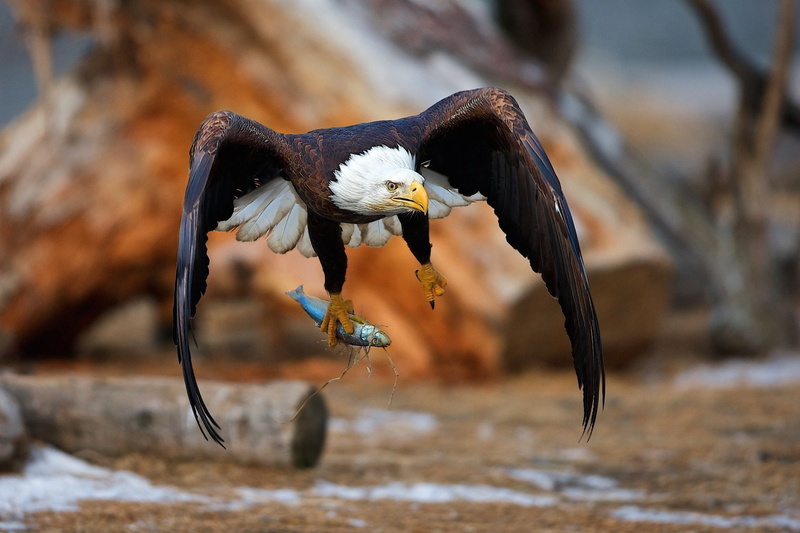 predator (Animal), Eagle, Flying, 1080P, Fish, Bald Eagle, Bird, Birds