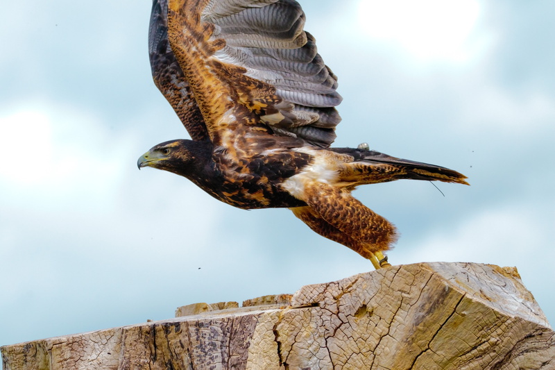 animal wildlife, animal themes, spread wings, sky, rock, bird, one animal, animal body part, full length, no people, low angle view, animal, vertebrate