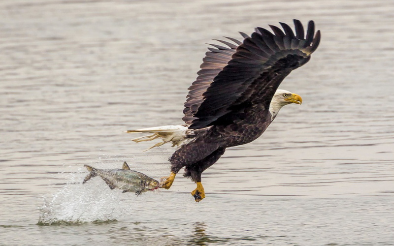 hd, catching, lightning, eagle, 1080P, bald, fish, desktop, attack