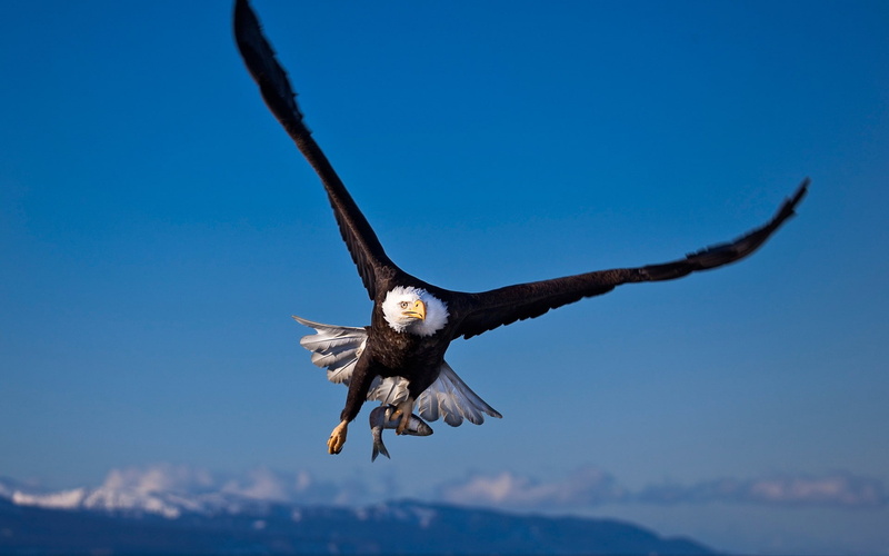 hd, 1080P, bald, x, eagles, FISH, art, animals