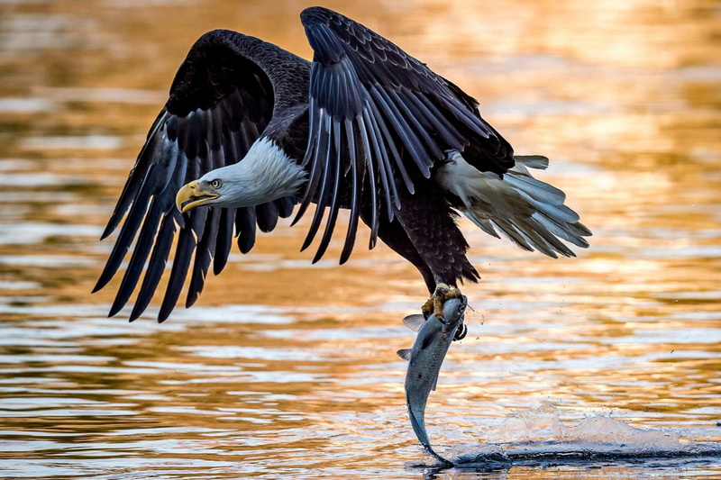 Eagle, 1080P, Wildlife, predator (Animal), Fish, Bald Eagle, Birds