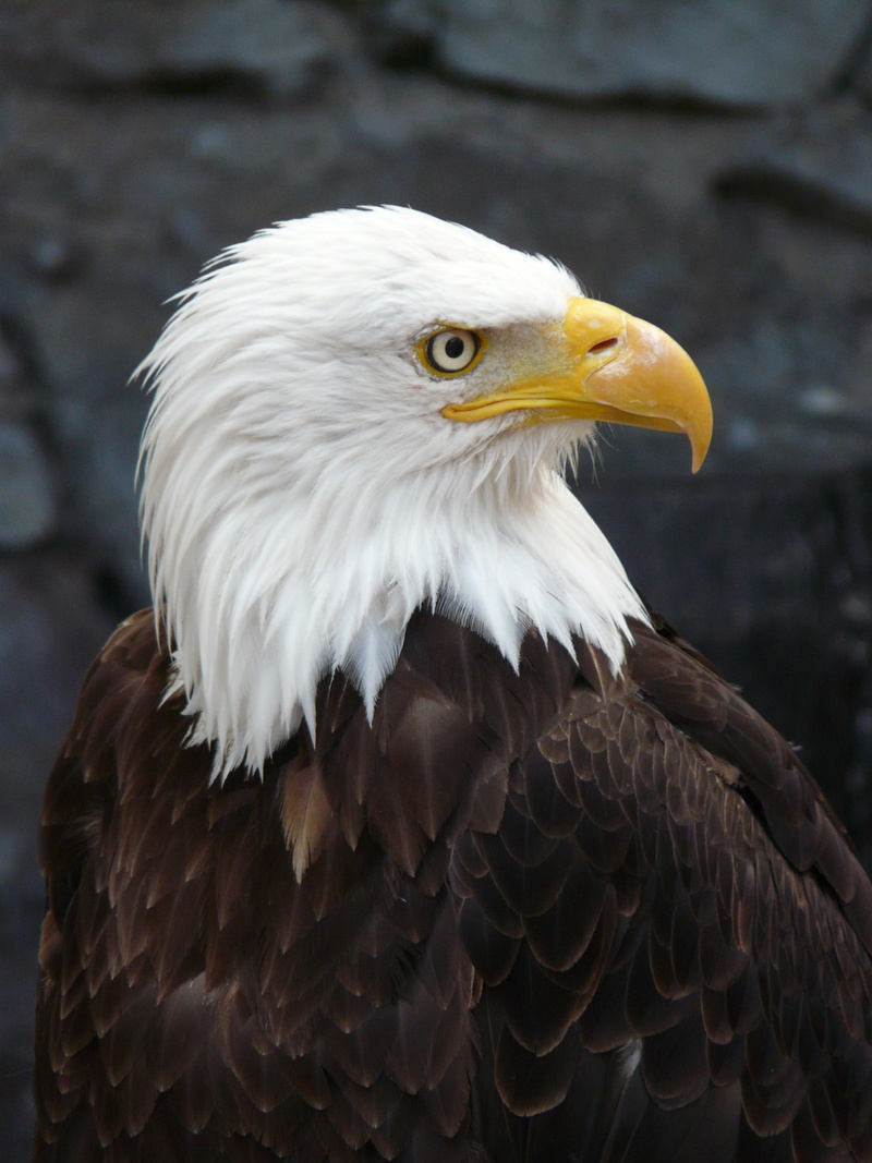 photography, looking away, fish eagle, bald eagle, looking, no people, close-up, day, pigargue, animal eye, eagle - bird, focus on foreground, raptor, 2K