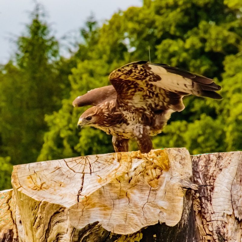 animals In The Wild, animal, feathers, prey, wood, no people, raptor, focus on foreground, bird, log, hawk - Bird, forest, wood - material, bird of Prey