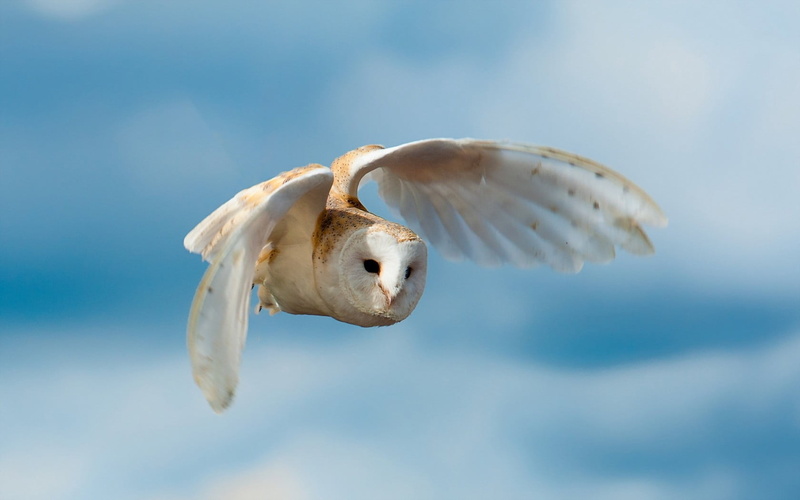 wildlife, flying, animal wildlife, sky, backgrounds, feather, blue, mid-air, fish, day, owl, nature, brown, one animal, spread wings, sea, animal, white