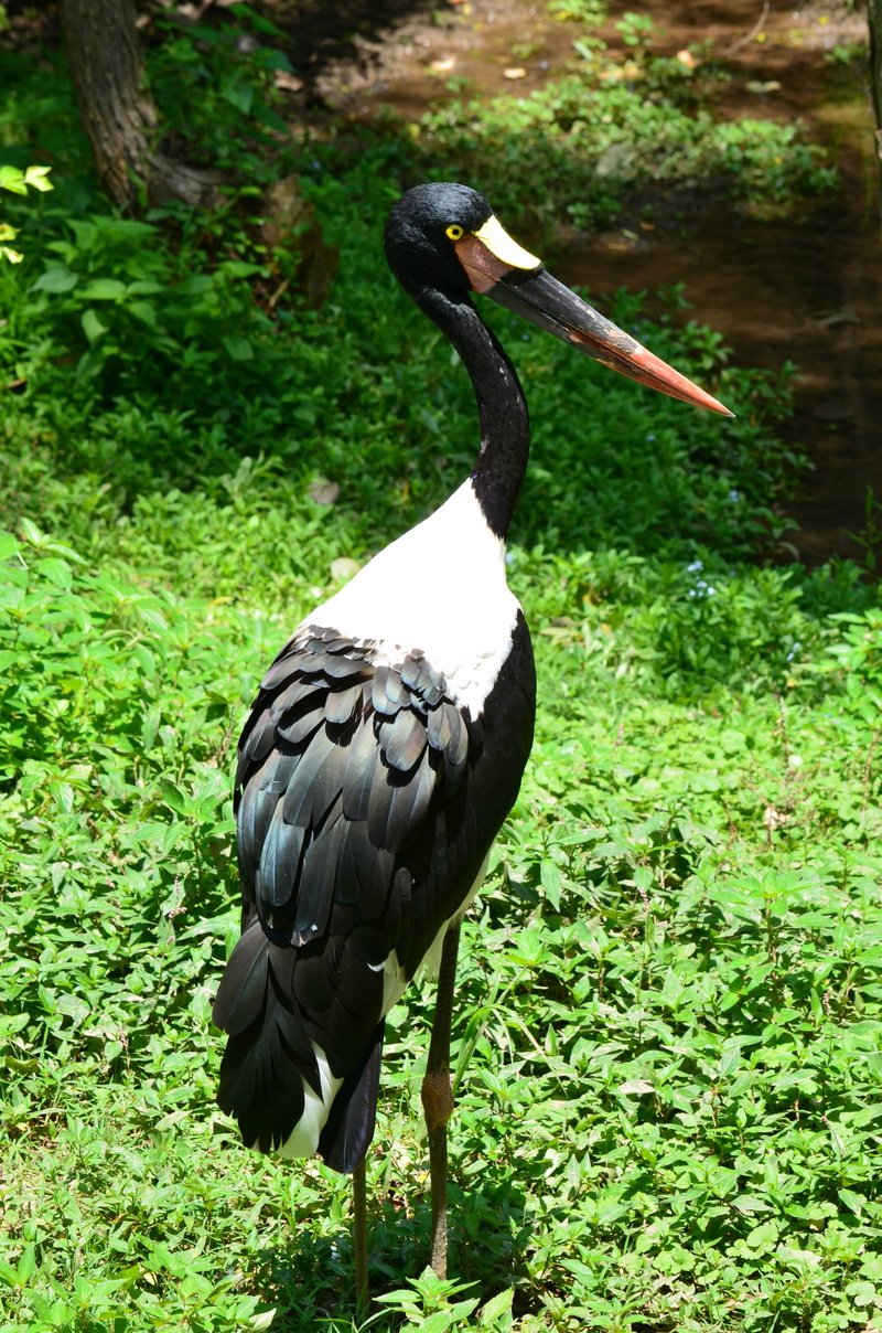 animal, animal neck, tree, vertebrate, animals in the wild, day, land, bill, animal wildlife, grass, swamp, field, 4K, no people, beak, saddlebill stork