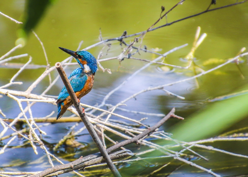 nature, feather, 2K, spring dress, colorful, animal world, green color, fanel, perching, animal wildlife, outdoors, blue, beauty in nature, orange, plant