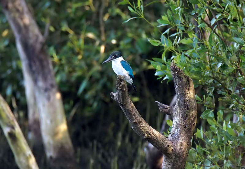 focus on foreground, perching, branch, one animal, no people, woods, wilderness, plant, wild, beauty in nature, animal, animals in the wild, green color