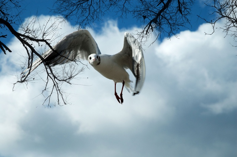 king, nature, seagull, cloud - sky, bare tree, spread wings, animal, 2K, one animal, clouds, low angle view, ocean, vertebrate, feathered, sky, sea bird