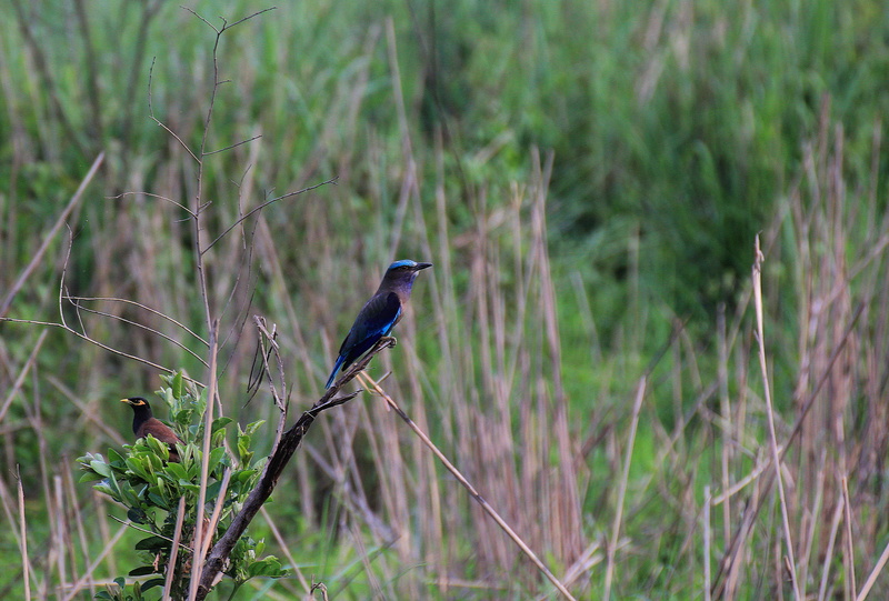tree, nature, no people, national park, one animal, bird, grass, plant, animal themes, outdoors, animals in the wild, environment, land, king fisher, animal
