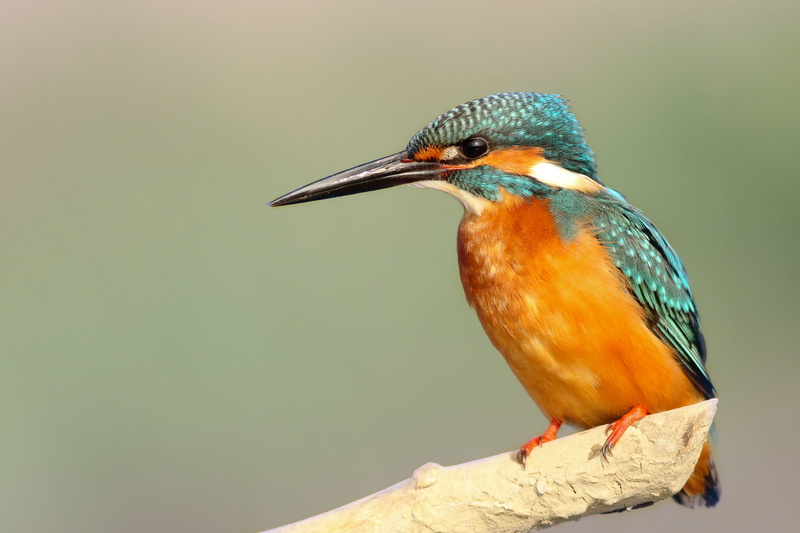 day, bird, branch, teal, trunk, animal themes, full length, one animal, bird Watching, photo, turquoise colored, animal, perched, daytime, no people, 4K