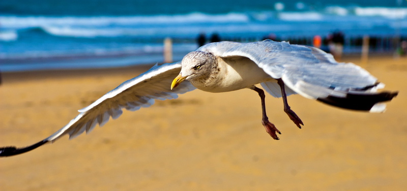animal, reptile, high, coastline, rest, sea, fisher, coast, soaring, marine, animal body part, sky, animals in the wild, water, king, no people, plumage