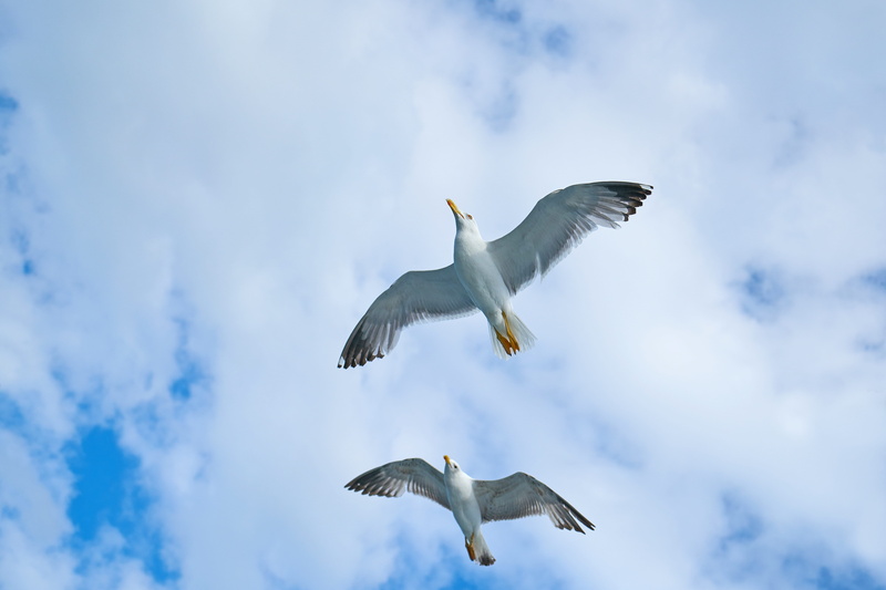 wings, animals, sea Bird, to migrate, fly, Bird, low angle view, Gulls, Clouds, blue, high, animal wildlife, cloud - Sky, animal themes, gull bird, feather
