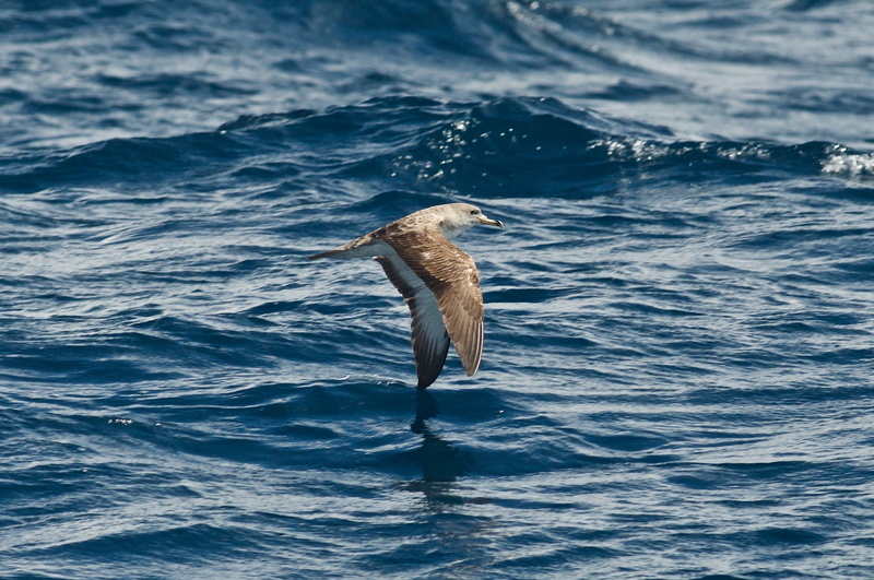fisher, animal, Corys Shearwater, King Fisher, daytime, seagull, Florida, shearwater, nature, ocean, birding, 1080P, sea, bird, blue, Miami, calonectris