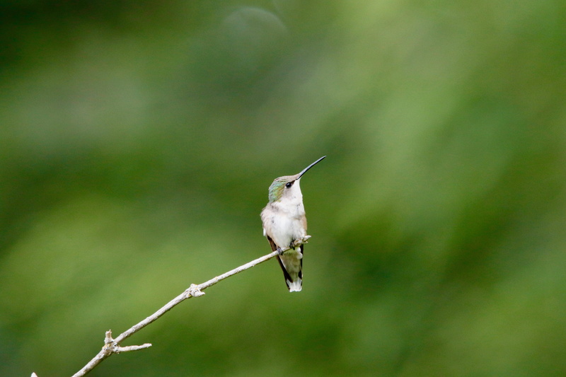 animal themes, bird, animals in the wild, king, animal, bee eater, fisher, tree, full length, flora, perched, outdoors, branch, plant, 5K, grass, hummingbird