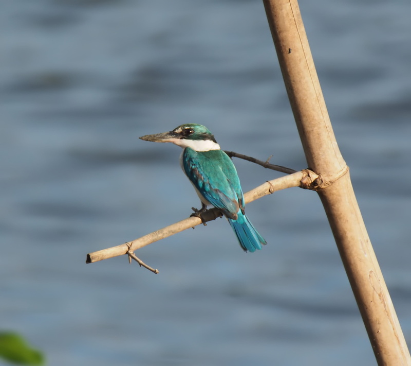 focus on foreground, water, animal themes, avian, close-up, fisher, animal, 2K, bird, natural, beak, animals in the wild, branch, animal wildlife, perching