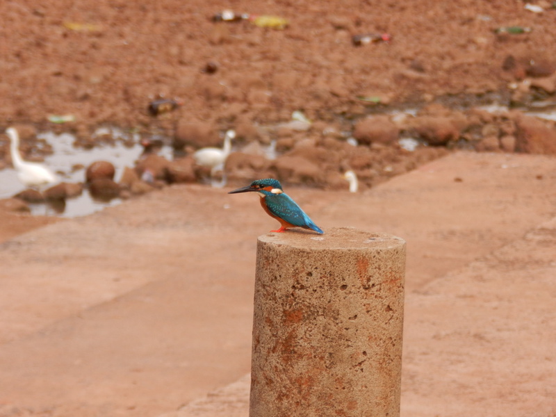 king, close-up, wooden post, sunlight, solid, fisher, perching, nature, kingfisher, one animal, animal wildlife, zoology, animals in the wild, full length