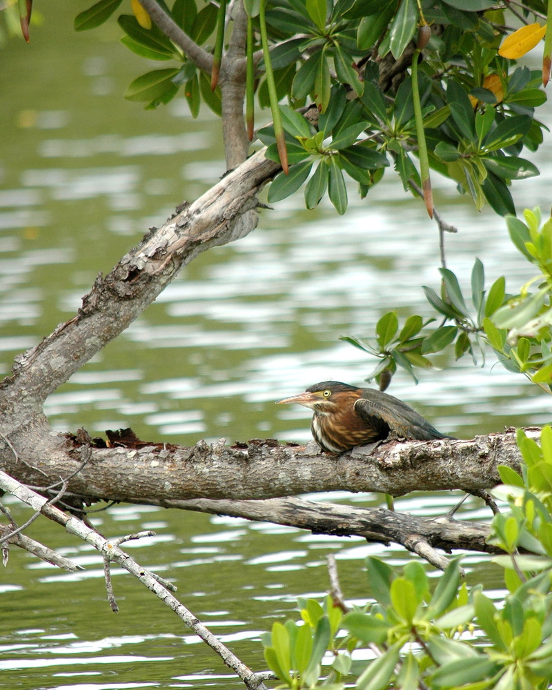 animal wildlife, outdoors, animal, beak, plant part, day, water, avian, wild, animals in the wild, lake, outdoor, mammal, leaf, wildlife, no people, wings