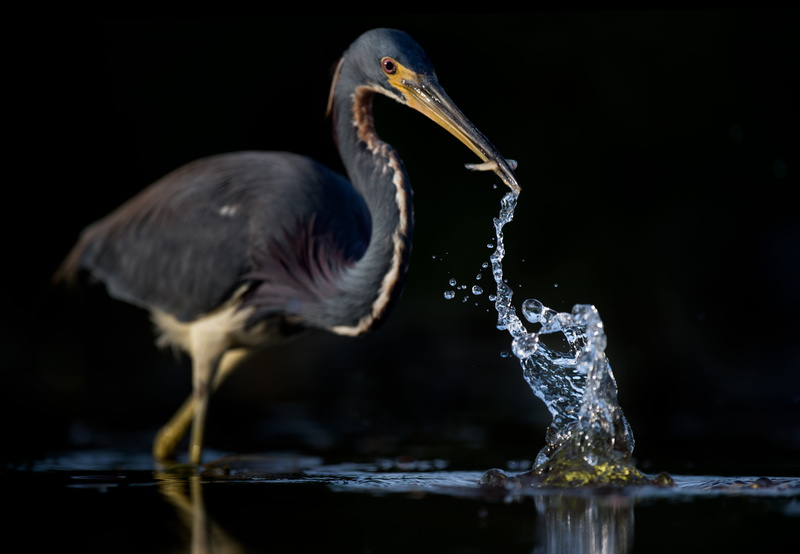 selective, focused, black background, hunting, yellow, beak, vertebrate, animal wildlife, animal themes, 4K, bird, profile view, drink, drinking, photo