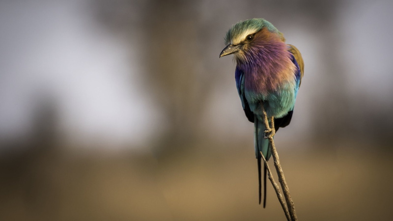 Birds, Animal, Bird, Lilac-Breasted Roller, 1080P