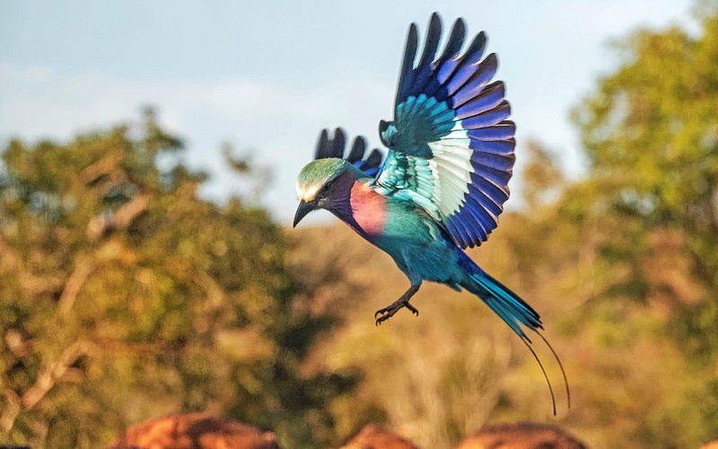 animal wildlife, animal, animals in the wild, Lilac-Breasted Roller, 1080P, bird, mid-air, focus on foreground, flight, outdoors, flying, no people, animal themes
