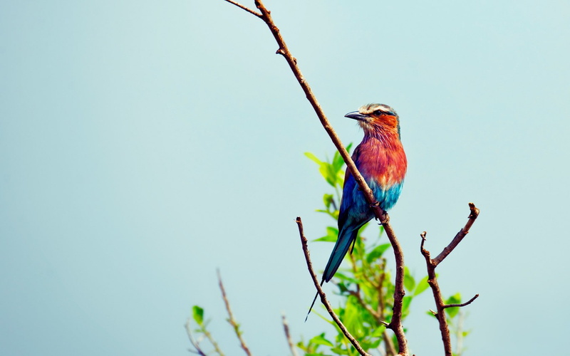 one animal, no people, Lilac, nature, plant, breasted, 720P, animal themes, close-up, bird, copy space, tree, Roller, perching, animals in the wild, animal wildlife