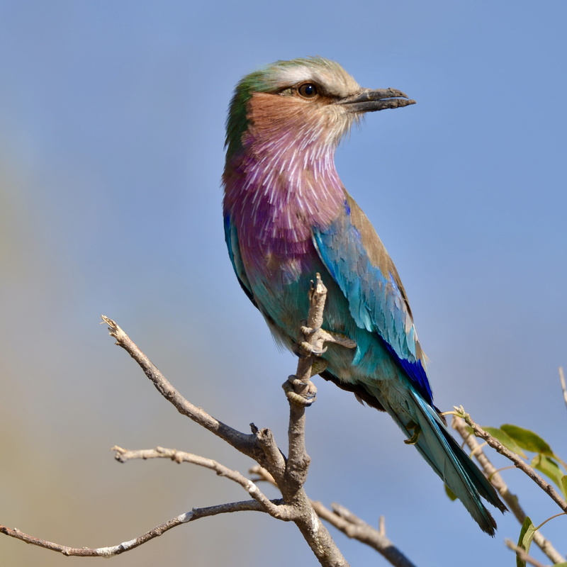lilac-breasted, close-up, plumage, plant, low angle view, no people, blue, roller, sky, perching, perched, 2K, branch, tree, day, bird, clear sky, vertebrate
