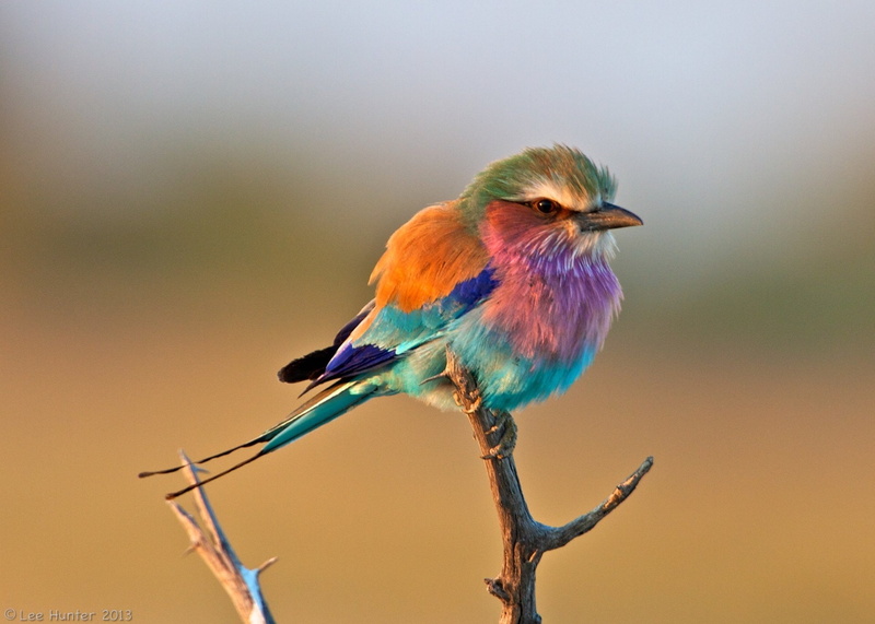 Animal, Birds, 1080P, Bird, Lilac-Breasted Roller