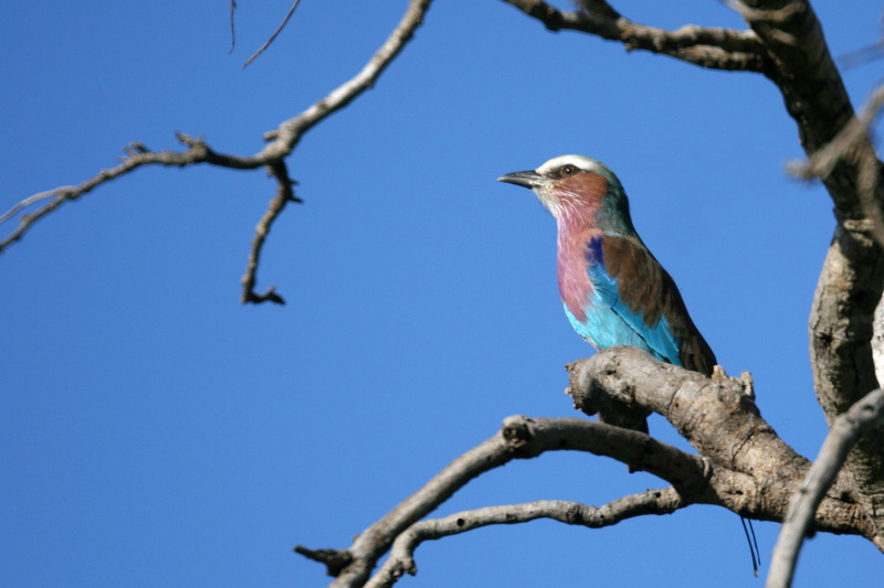 4K, animal, blue, vertebrate, lilac-breasted roller, bare tree, africa, one animal, tree, colourful feathers, animal themes, sky, clear sky, animal wildlife