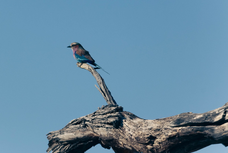 perching, vertebrate, outdoors, lilac breasted roller, 4K, copy space, tree, low angle view, animals in the wild, animal themes, profile view, bird, animal wildlife