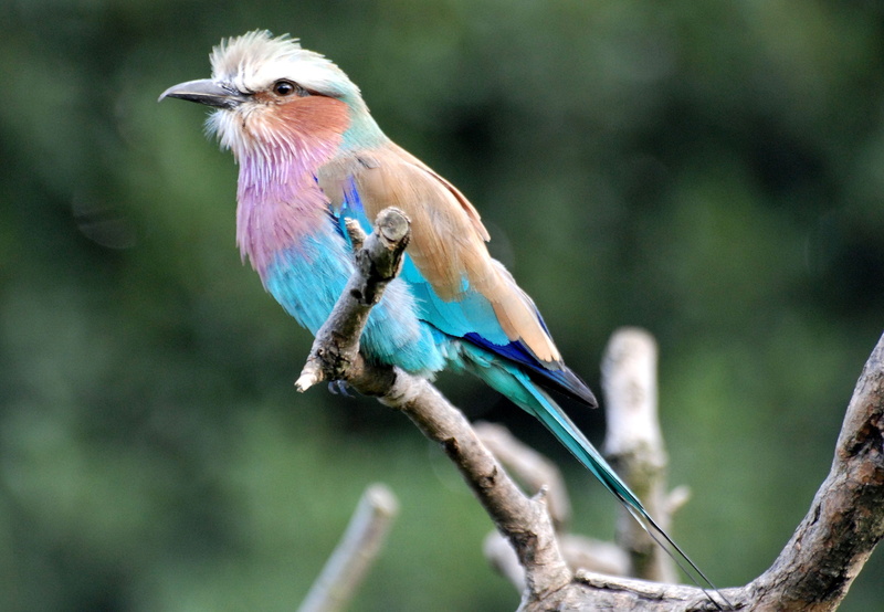 close-up, no people, vertebrate, animal themes, perched, shallow, kingfisher, rainforest, plant, outdoors, perching, tree, beak, animals in the wild, lilac-breasted roller