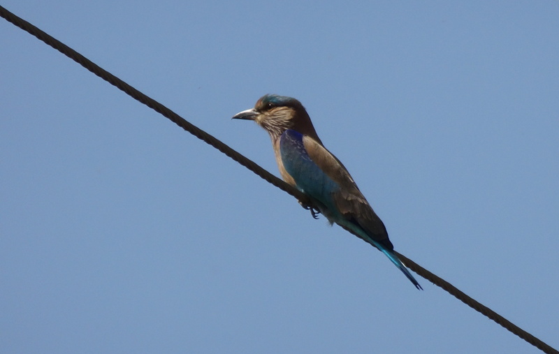 no people, animal, coracias benghalensis, perching, roller, vertebrate, india, cable, plant, animal wildlife, sky, lilac-breasted, perched, avian, copy space