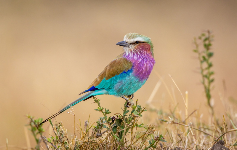 barb, Lilac-breasted Roller, branches, bird, Coracias caudata, branch, Africa, Sirenevaya roller, background, 1080P