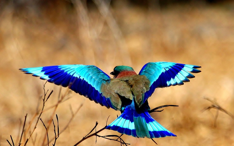 Birds, Bird, 1080P, Lilac-Breasted Roller