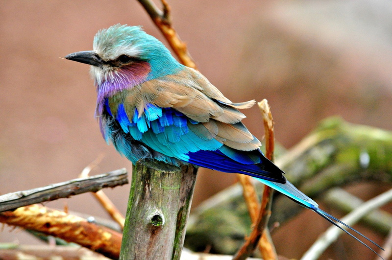 Branch, Bird, Lilac Breasted Roller, 1080P, Birds, Animal