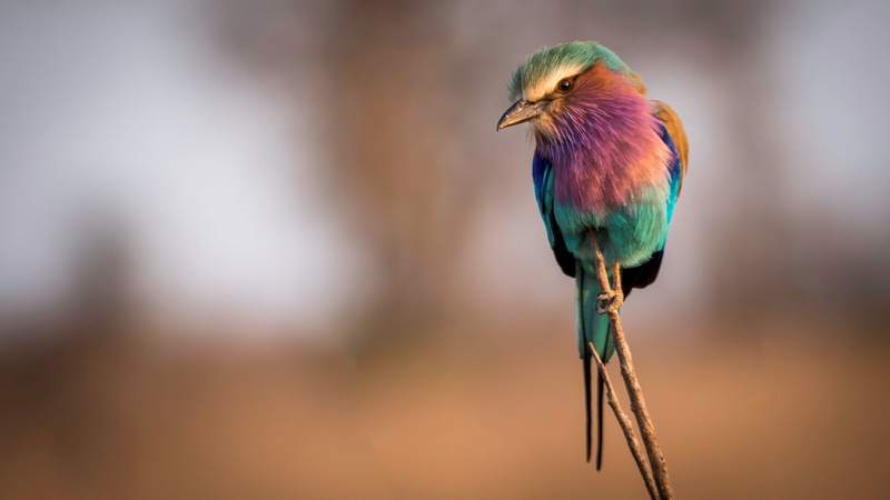 lilac breasted roller, 4K