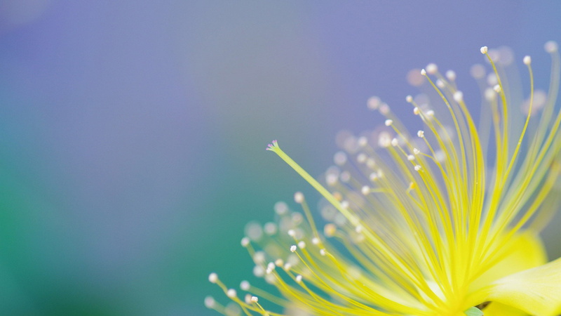 fragility, backgrounds, spring, space, season, no people, brightly lit, inflorescence, flowers, flower, sunny, bright, weather, clear, softness, vibrant