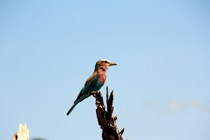 zambia, wren, flight, tree, clear sky, low angle view, aircraft, lilac-breasted roller, no people, animal, flying, bee eater, 4K, animal wildlife, perching