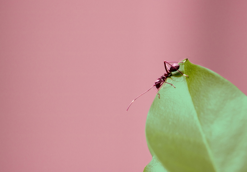 aphid, no people, photography, green, cactus, green color, bottle, one animal, animal themes, animal wildlife, mosquito, invertebrate, vulnerability, plant part