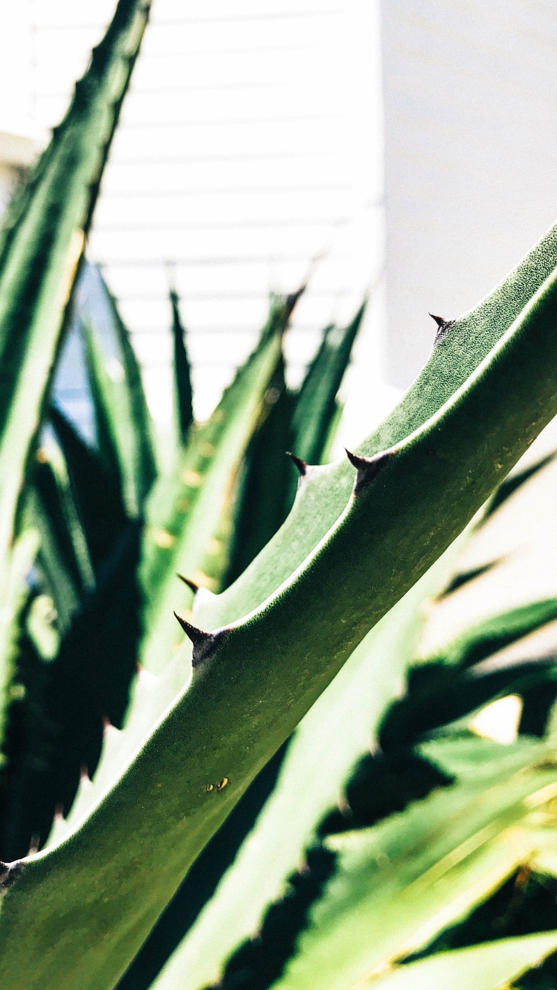 plant part, amphibian, summer, spider, pointy, close-up, insect, agavaceae, selective focus, green, nature, aloe, 2K, wildlife, focus on foreground, vegetation