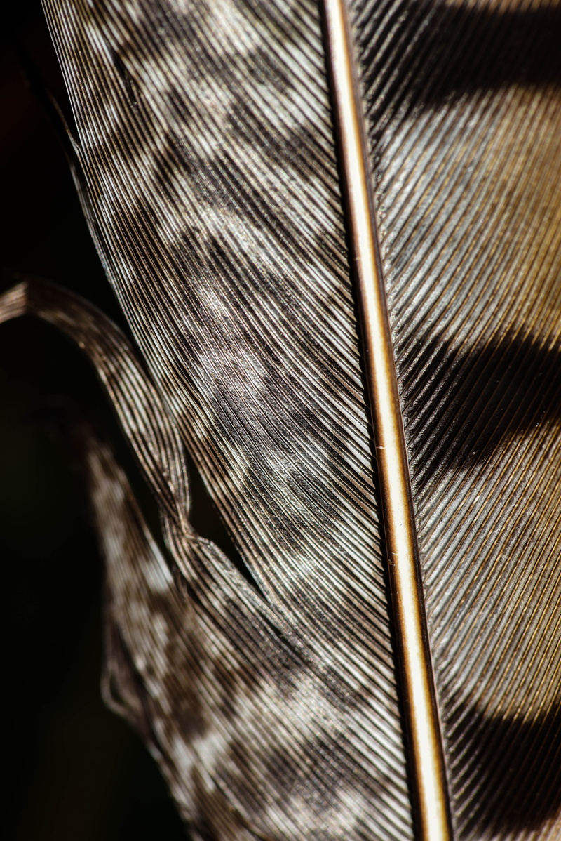 close-up, art and craft, feather, pattern, outdoors, linen, day, music, macro, bee eater, brown, apparel, musical instrument, bird, textile, clothing, studio shot