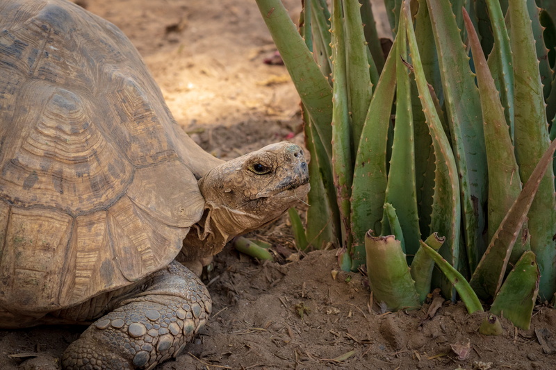 animals in the wild, no people, agavaceae, soil, snake, sprout, cactus, outdoors, leaf, insect, ground, plant part, animal themes, day, tortoise, tortoise shell