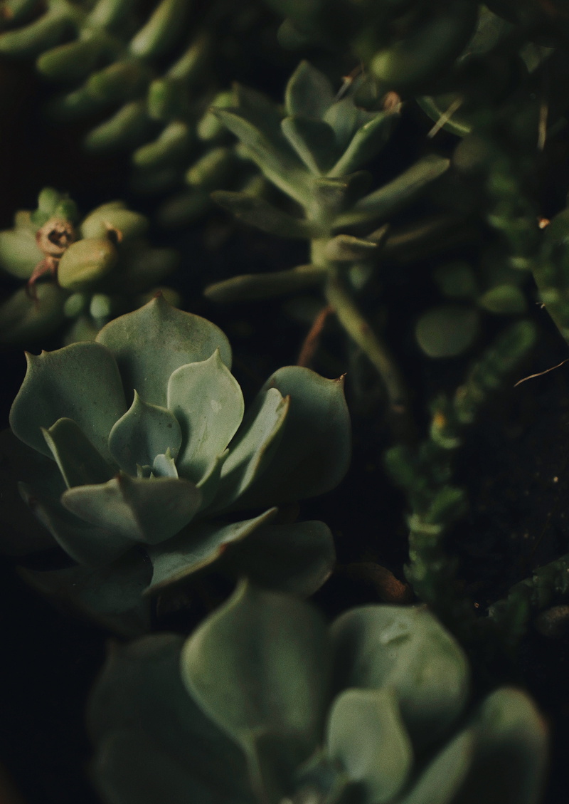 flower, cactus, fragility, outdoors, close-up, inflorescence, no people, acanthaceae, wildlife, animal, produce, petal, day, fruit, beauty in nature, artichoke