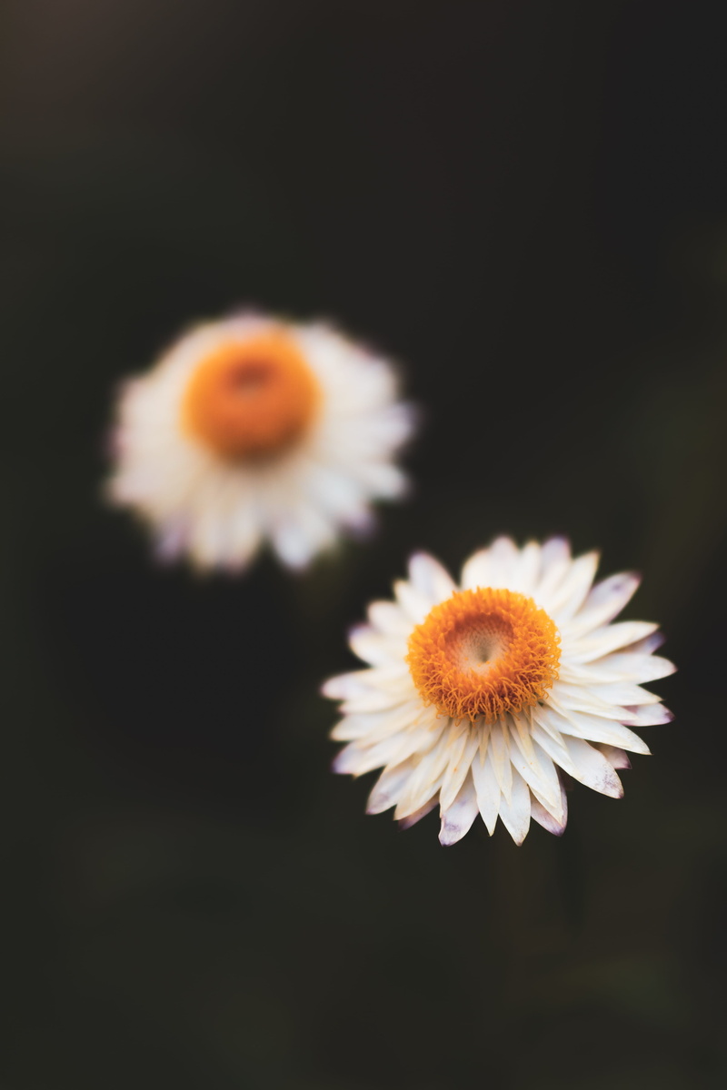 acanthaceae, daisy, flower bouquet, lute, plant, close-up, black background, flower arrangement, focus on foreground, flowering plant, vulnerability, nature