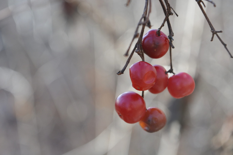 berry fruit, apple, dry, 5K, insect, ripe, nature, animal, freshness, twig, veins, grapes, confectionery, cherries, growth, branch, cricket insect, red currant
