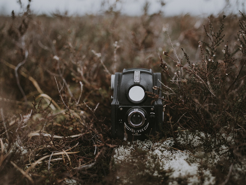 bush, old, vegetation, plant, lcd screen, photography themes, video camera, animal, land, nature, tree, invertebrate, antique, outdoors, display, field