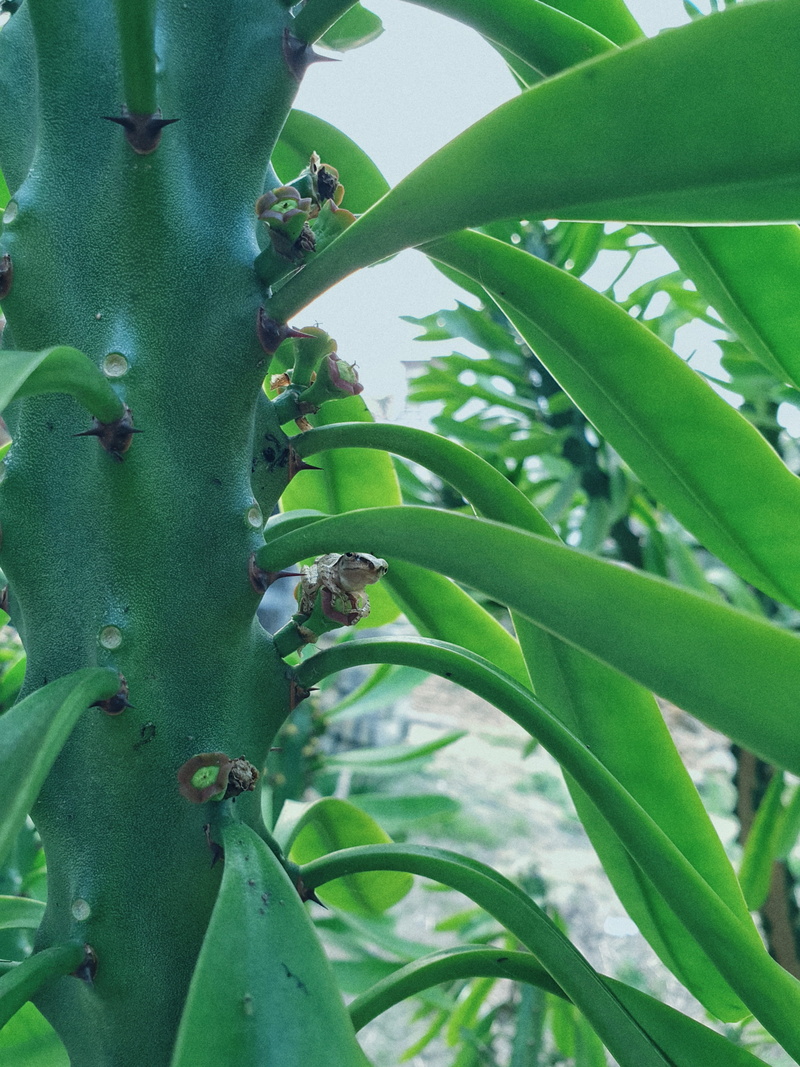cactus, nature, insect, food, green color, leaf, plant part, blossom, growth, root, day, araceae, no people, honey bee, beauty in nature, papaya, 2K, vine