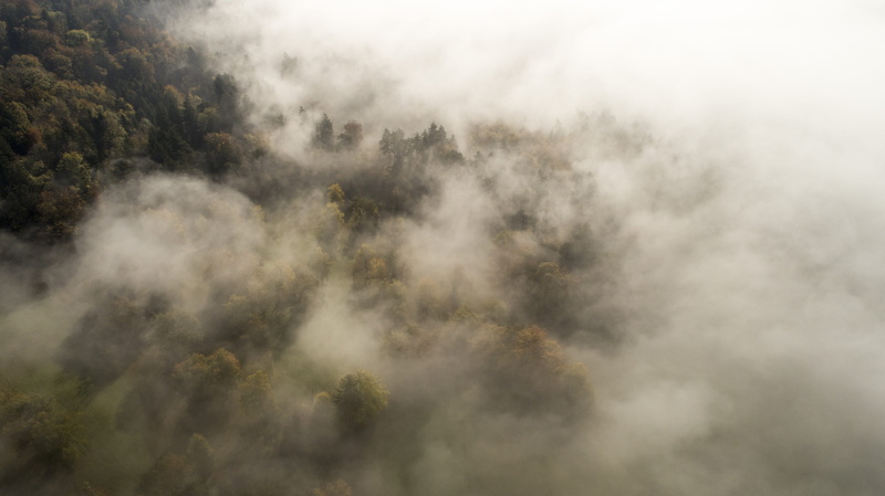 autumn, evergreen tree, land, coniferous tree, smog, scenics - nature, cloud - sky, landscape, clouds, gray clouds, morning, hidden, dusk, forest, photo