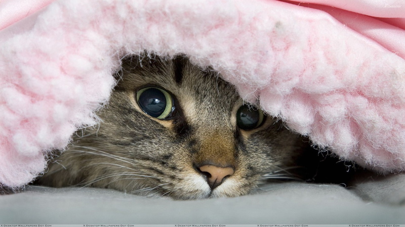 cat, looking at camera, animal eye, domestic animals, animal, eye, feline, animal themes, pets, whisker, tabby, cat  android, 1080P, portrait, looking
